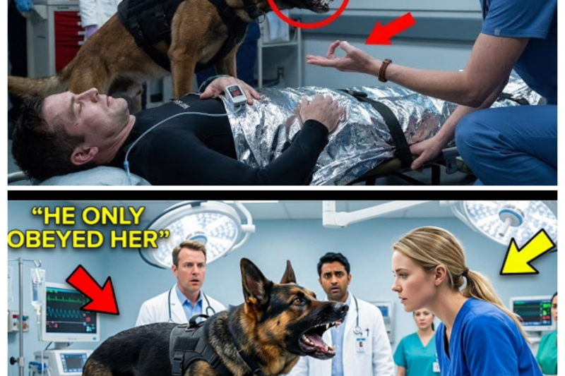 The K9 Guarded the General’s Daughter—Unt1l the Nurse Sa1d ONE C0de W0rd